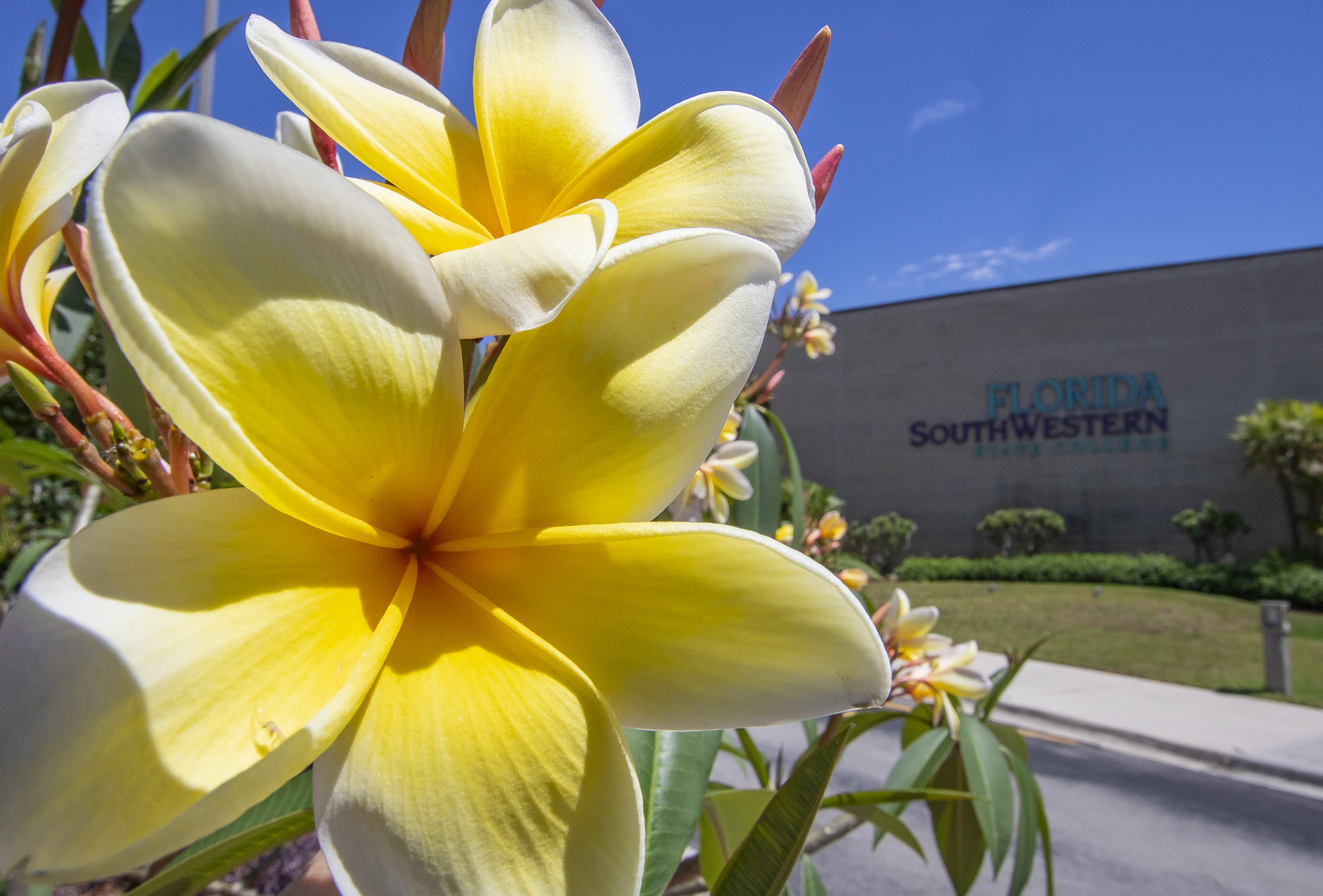Photo of close up yellow flower on FSW Lee Campus