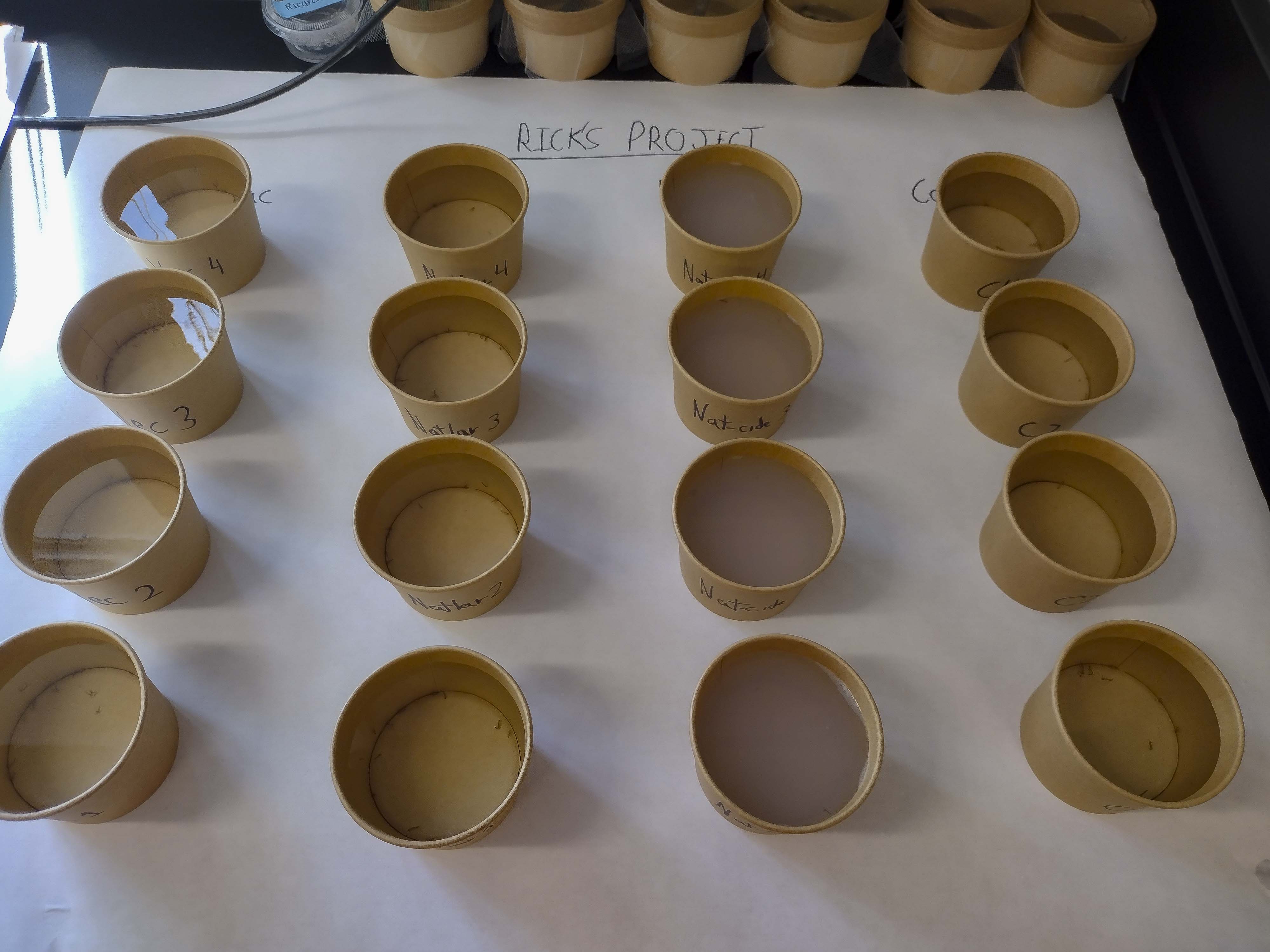 Research specimens for mosquito analysis in a project led by FSW student Ricardo Serrate-Chavez.