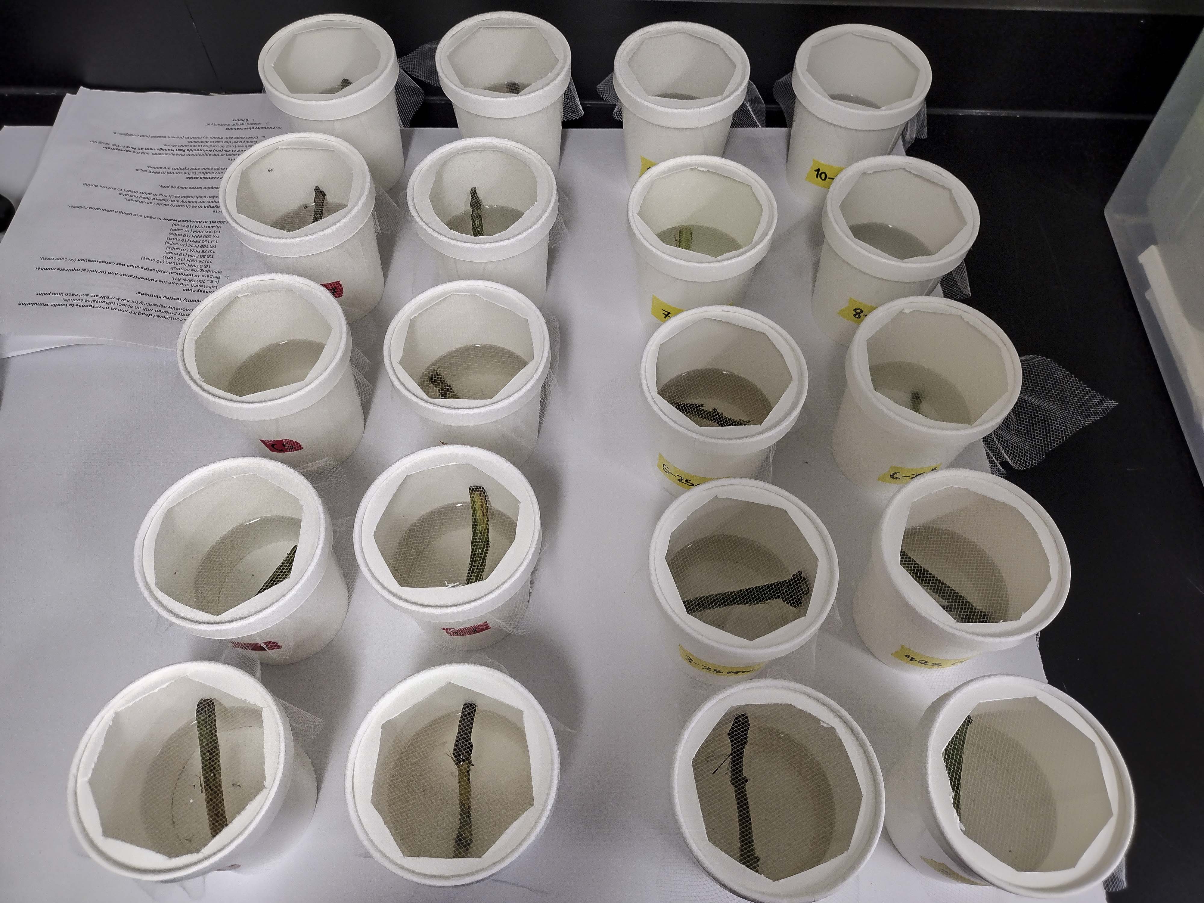 Specimen samples used for mosquito testing in a student research project by Ricardo Serrate-Chavez.