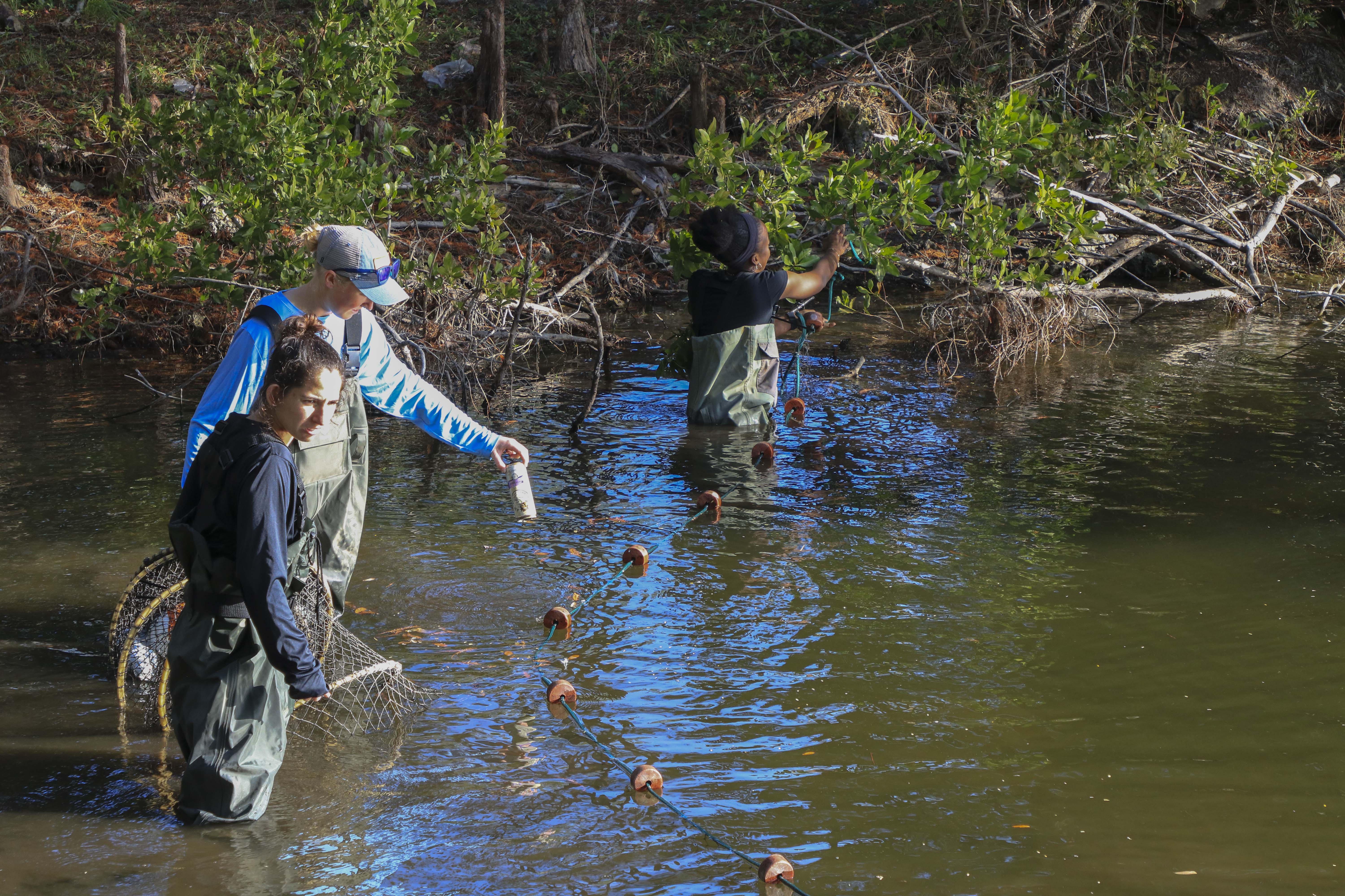 Students studying tutles on FSW Lee Campus